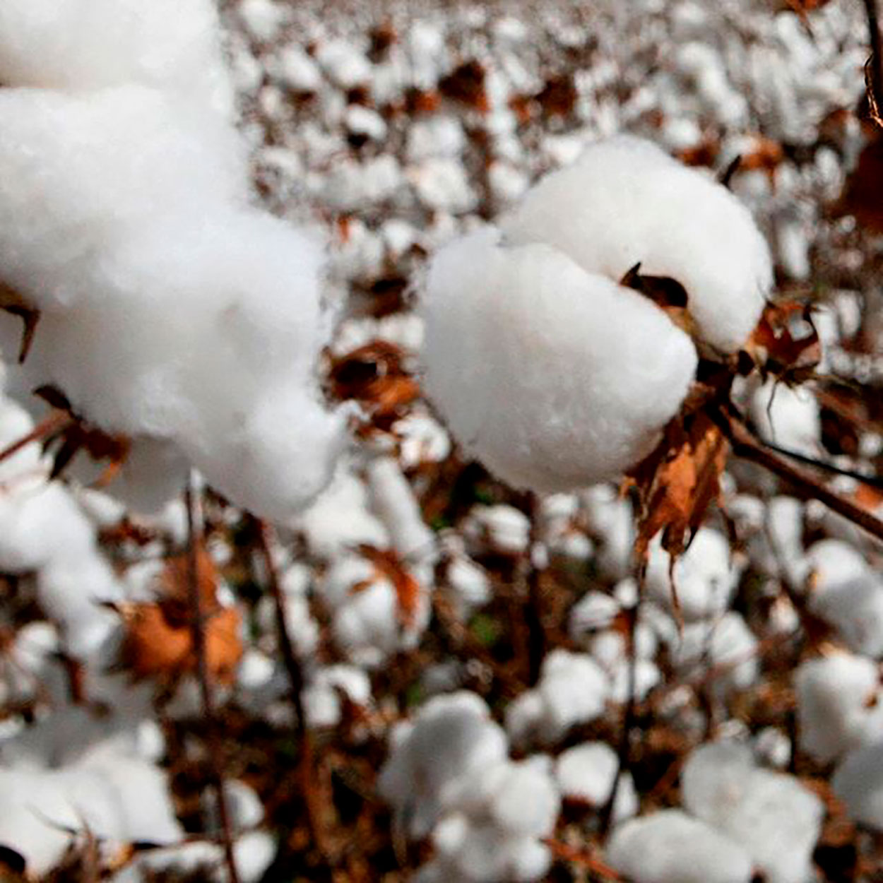 Detailed image of raw cotton plant